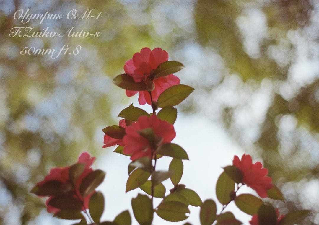 完動品＊美品＊初期保証★OLYMPUS OM-1 ブラック★レンズセット＊作例有