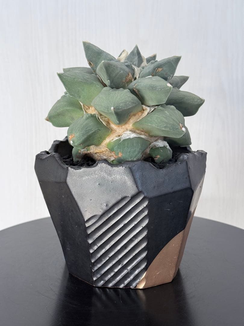 アリオカルプス花牡丹カリフラワー 台付き