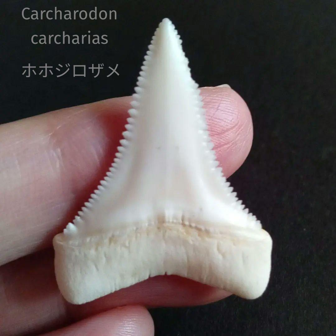 サメの歯　ホホジロザメ　現生種　美麗歯　希少標本