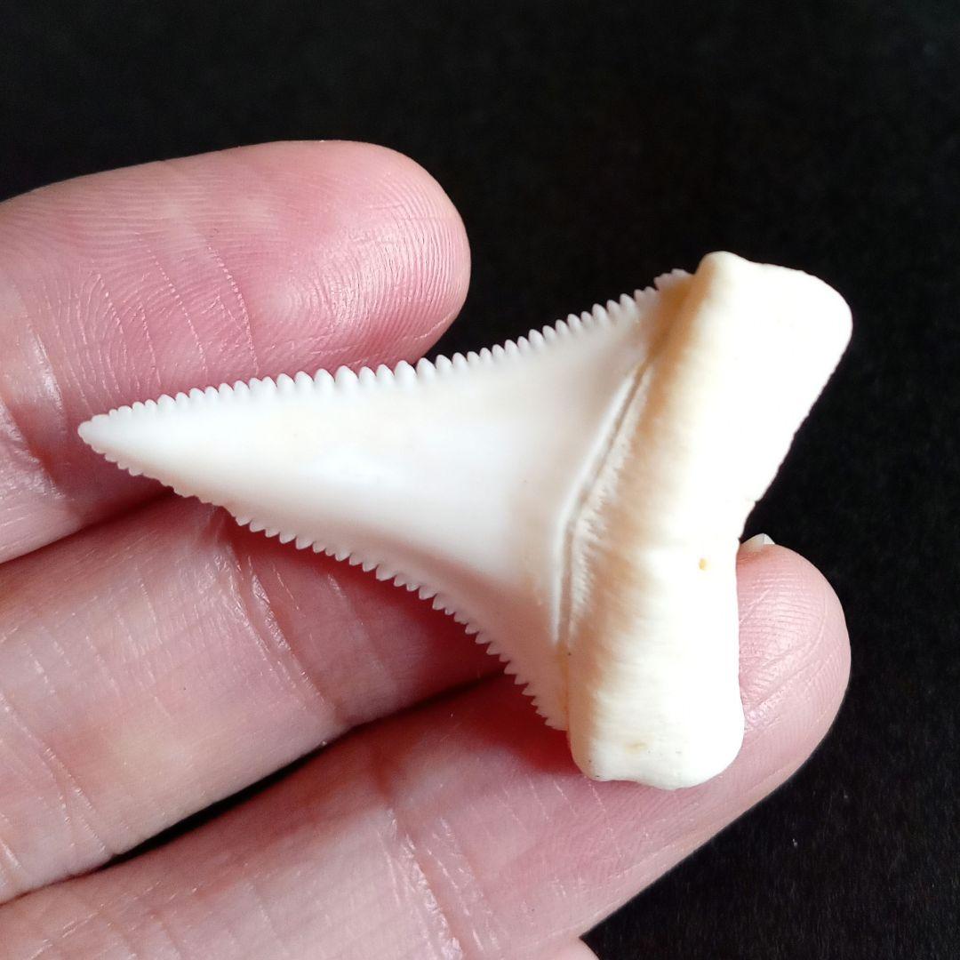 サメの歯　ホホジロザメ　現生種　美麗歯　希少標本