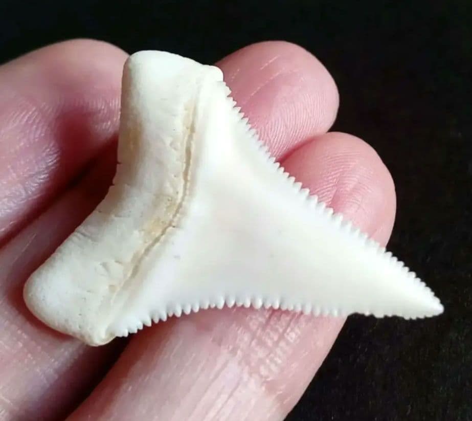 サメの歯　ホホジロザメ　現生種　美麗歯　希少標本