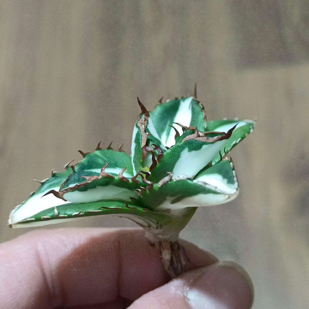 山*本様 409 特選 アガベ チタノタ 太陽神錦 極白中斑錦 特白 明錦 極上