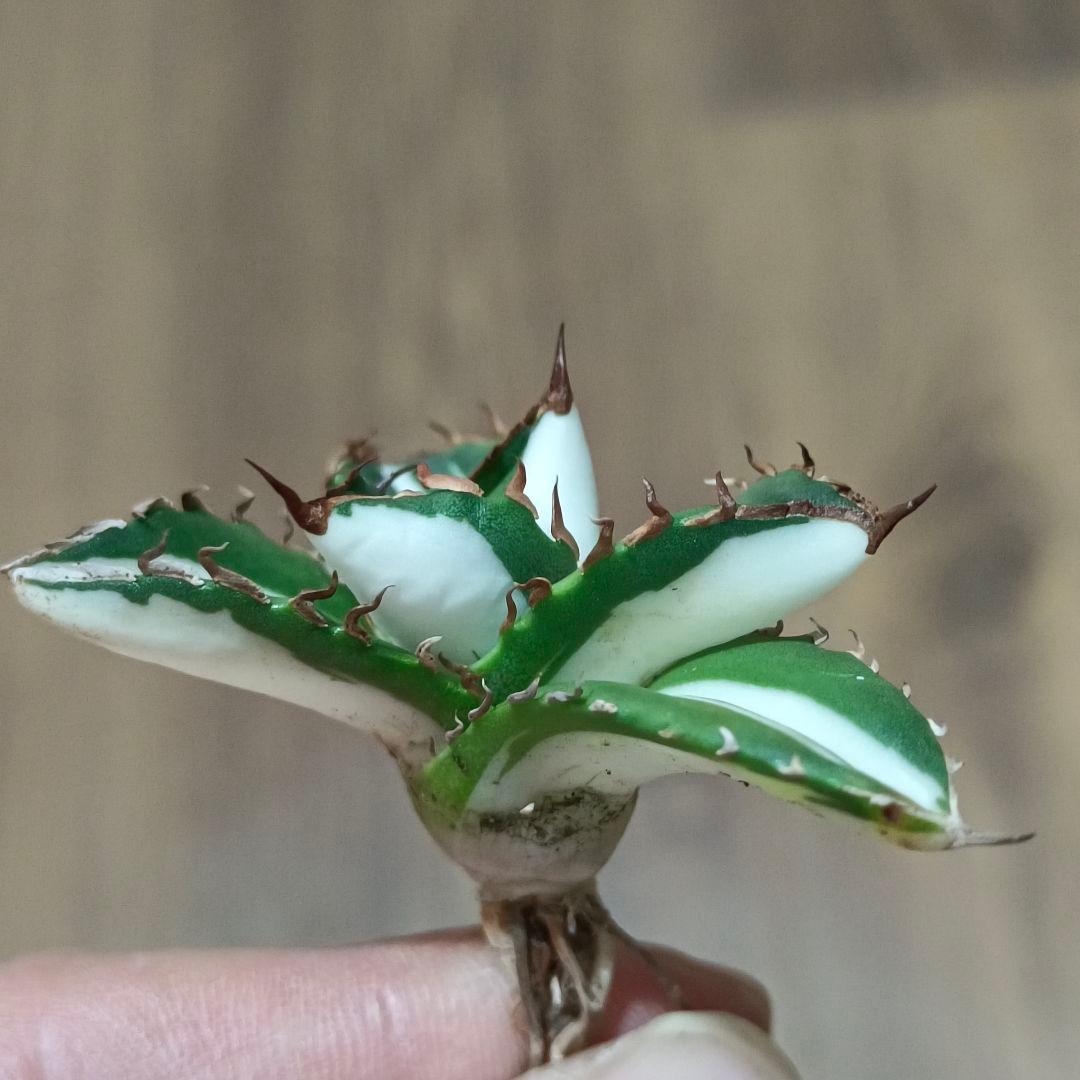 山*本様 409 特選 アガベ チタノタ 太陽神錦 極白中斑錦 特白 明錦 極上