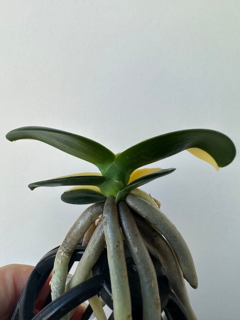 【 名護蘭 】明丸縞　半月　362