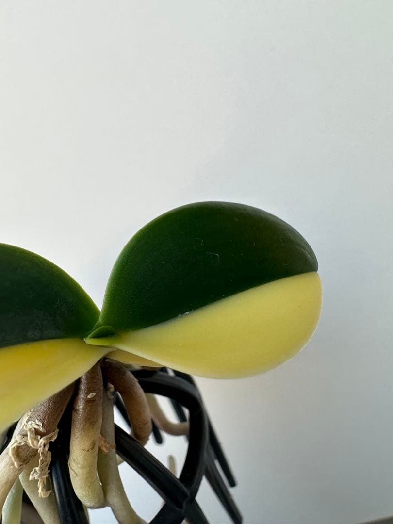 【 名護蘭 】明丸縞　半月　362