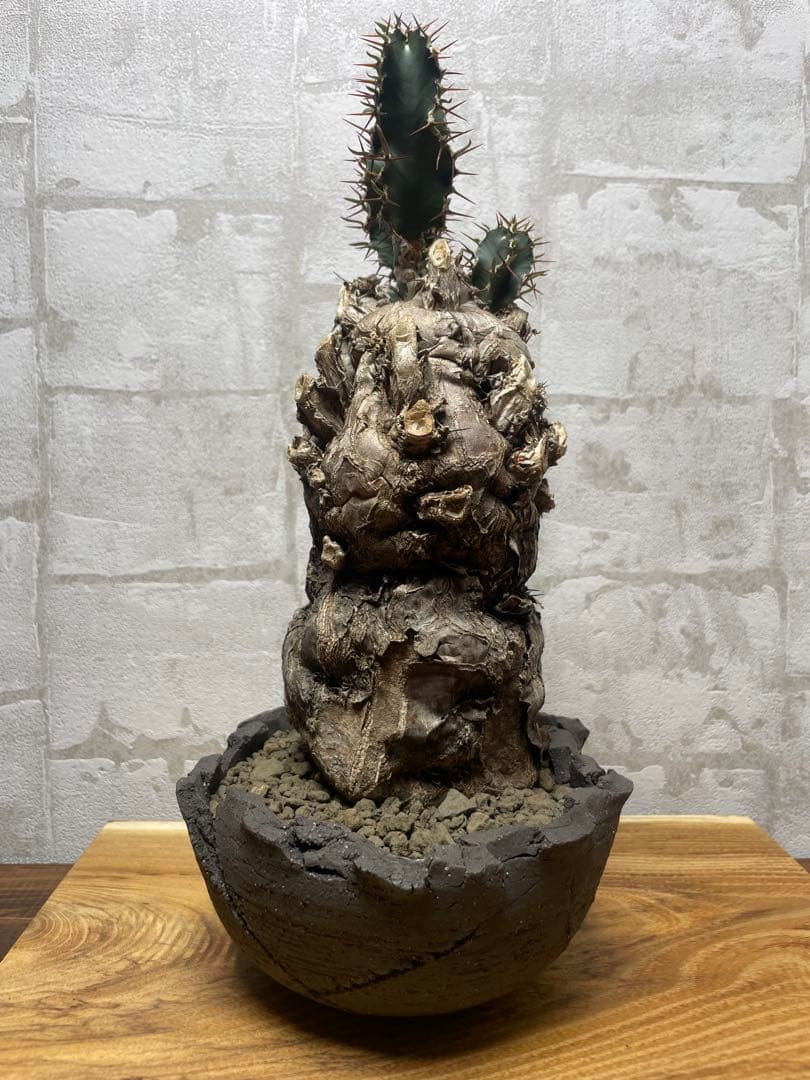 ユーフォルビアムランジーナ　良株　発根済み　鉢付き