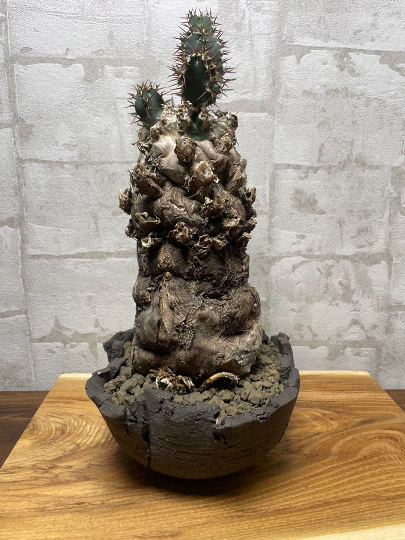 ユーフォルビアムランジーナ　良株　発根済み　鉢付き