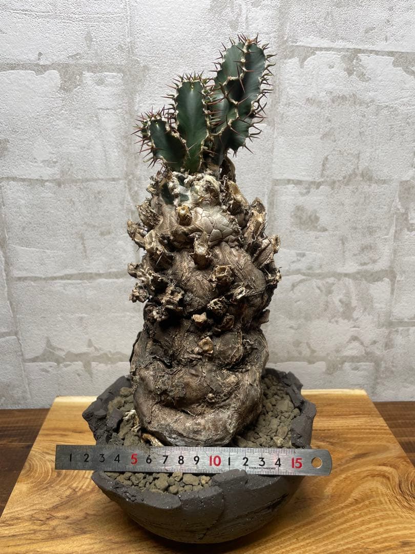 ユーフォルビアムランジーナ　良株　発根済み　鉢付き