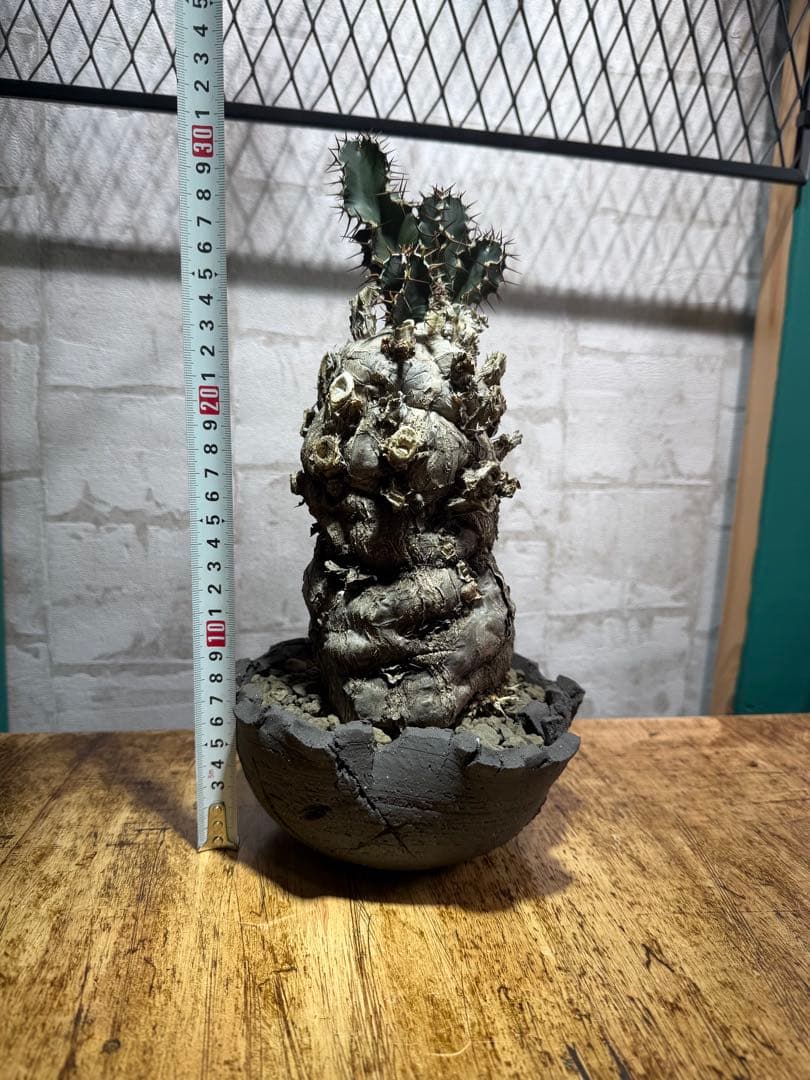 ユーフォルビアムランジーナ　良株　発根済み　鉢付き