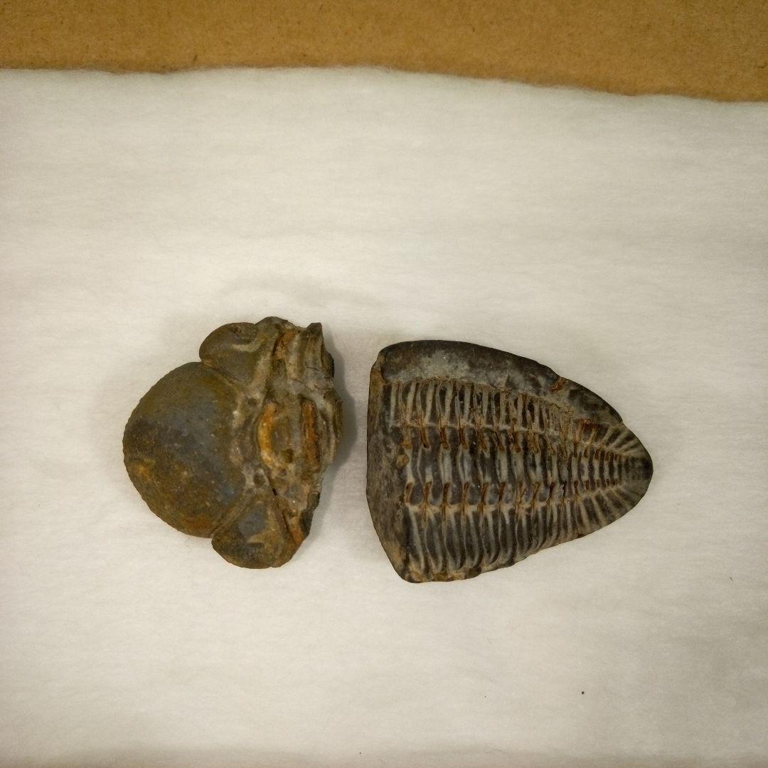 三葉虫　化石　fossil　ボリビア産　レア　Fossil判別④