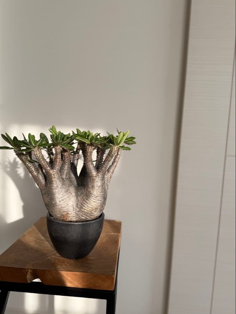 パキポディウム マカイエンセ 良型 大株 現地球 発根済み