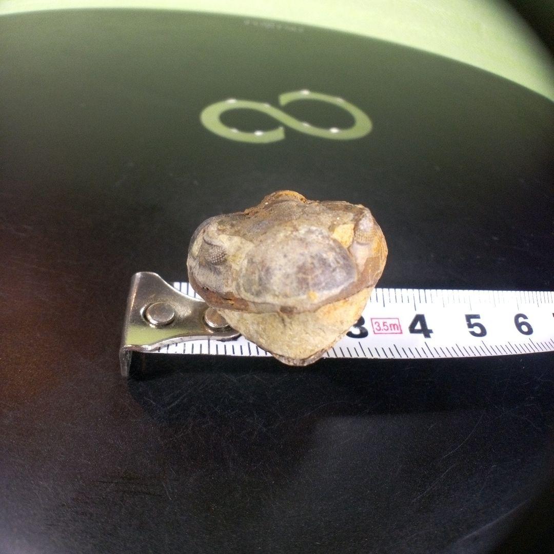 三葉虫　化石　fossil　海　ボリビア産　trilobite　海生動物判別④