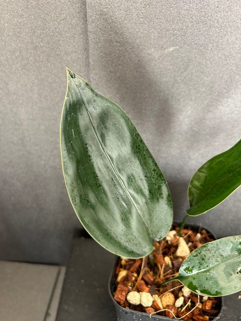 その他観葉植物 ASPIDISTRA BABENSIS 'BLACK LEAF'