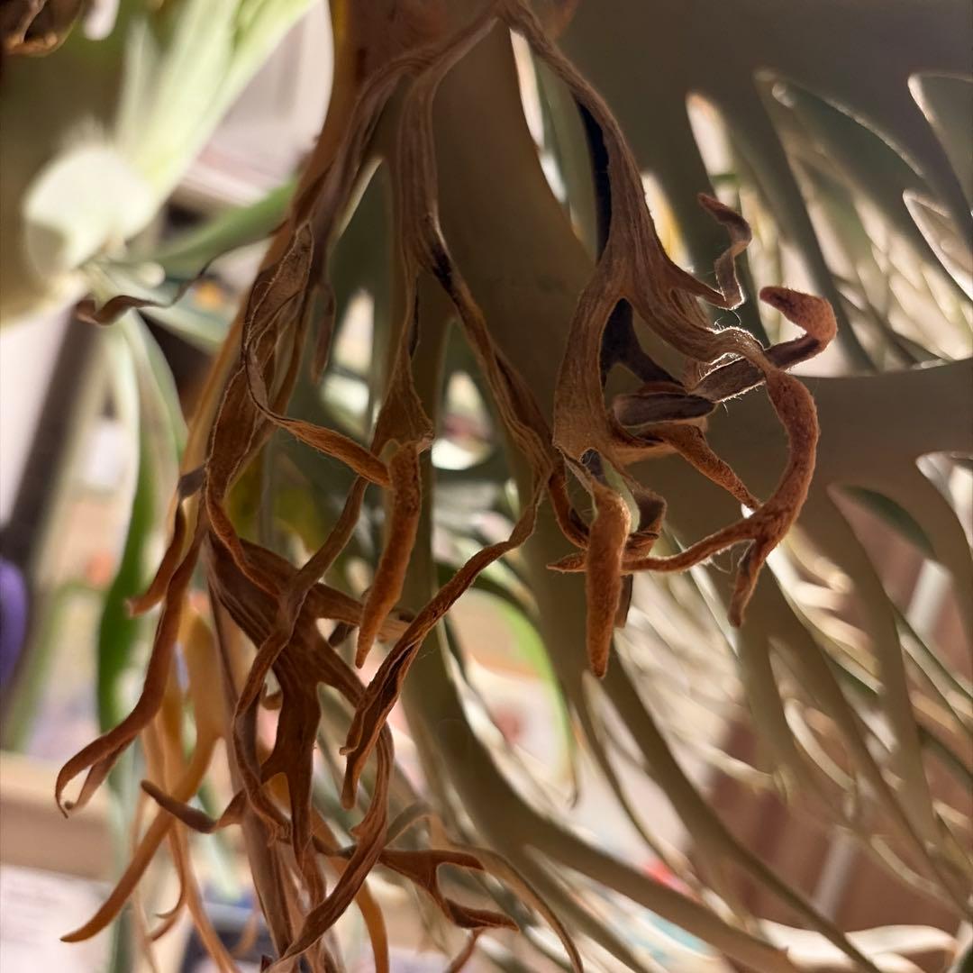 こ*び様 ビカクシダ 金童 胞子葉 胞子付き