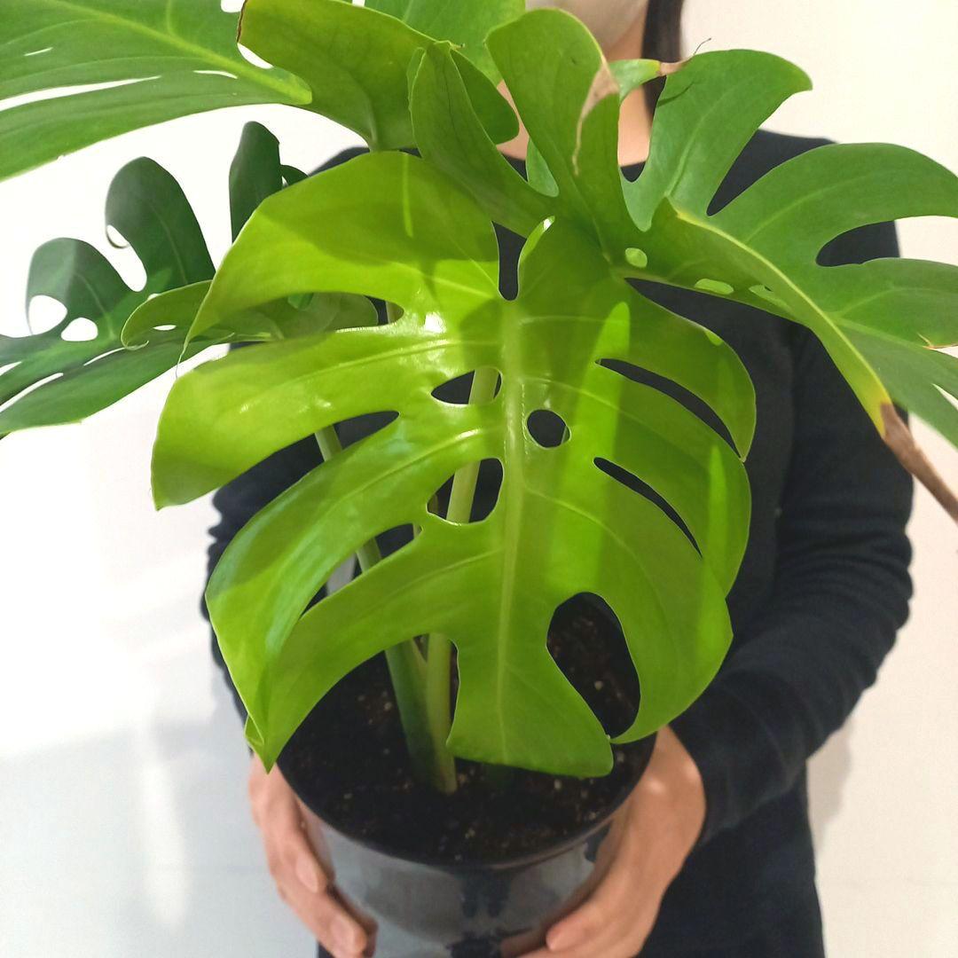 超絶希少 モンステラ デリシオーサ スケルトン