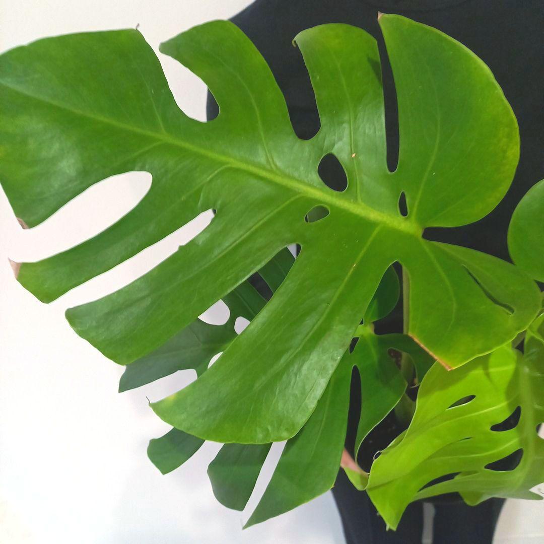 超絶希少 モンステラ デリシオーサ スケルトン