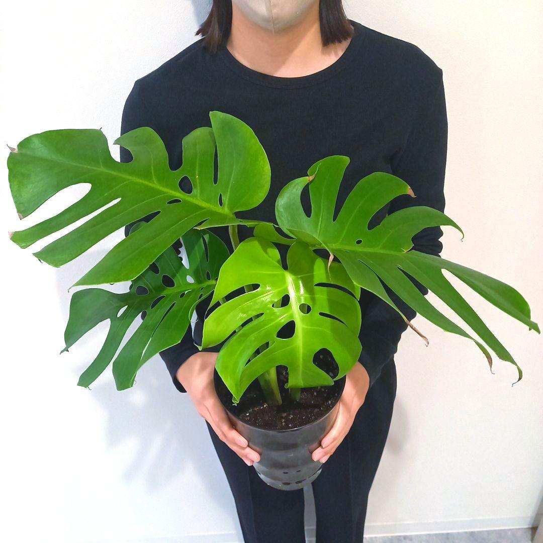 超絶希少 モンステラ デリシオーサ スケルトン