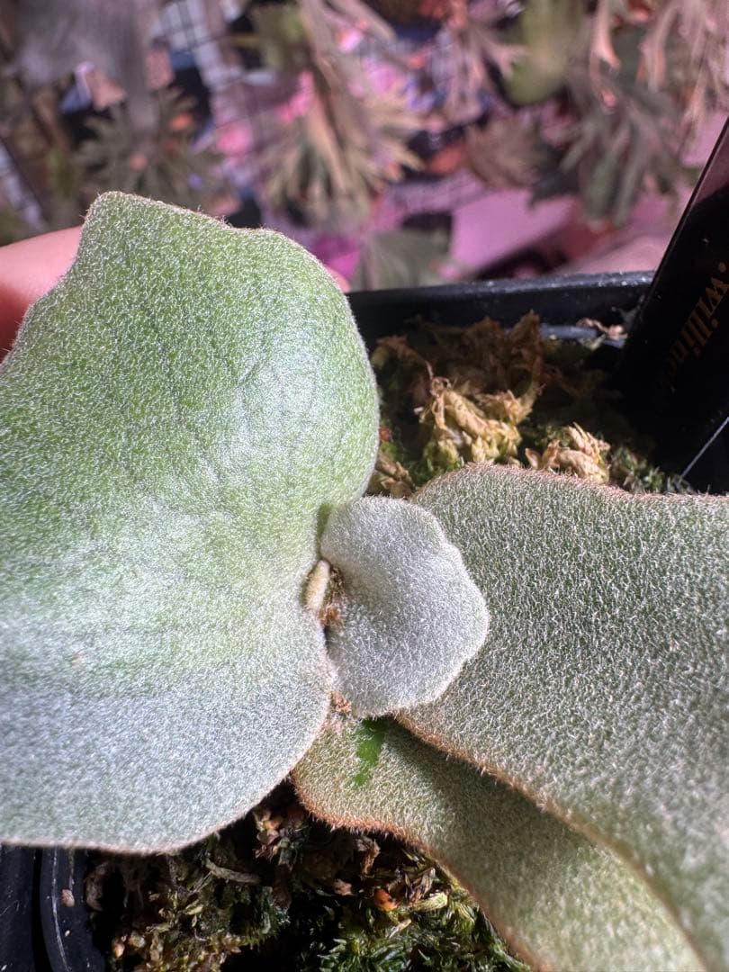 タ*カ様 エルブス　ウィリンキー　ビカクシダ　子株