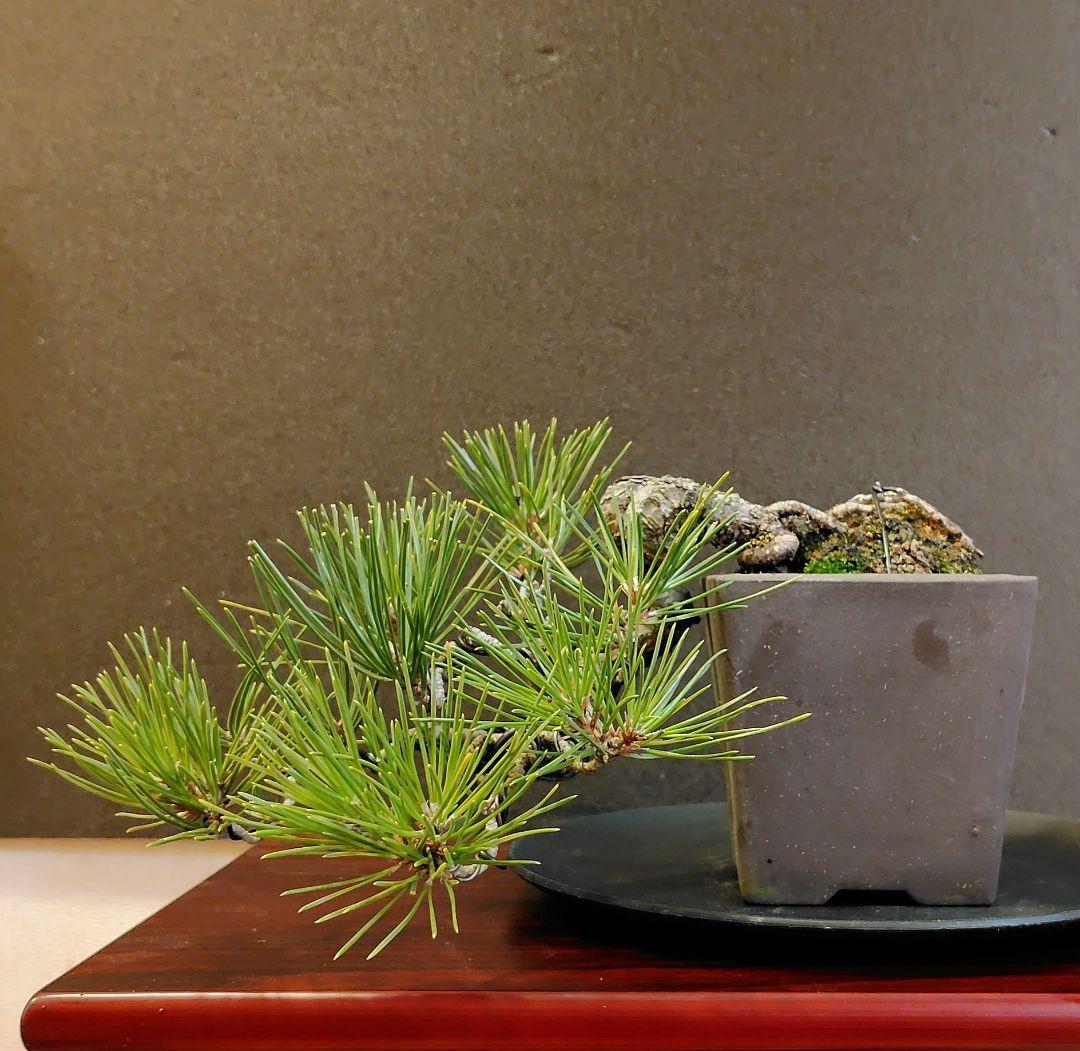 黒松盆栽！