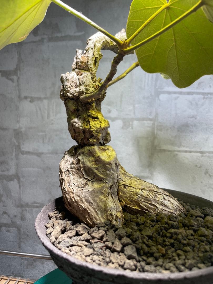 フィルミアナ　パレンス　超古株　発根済み