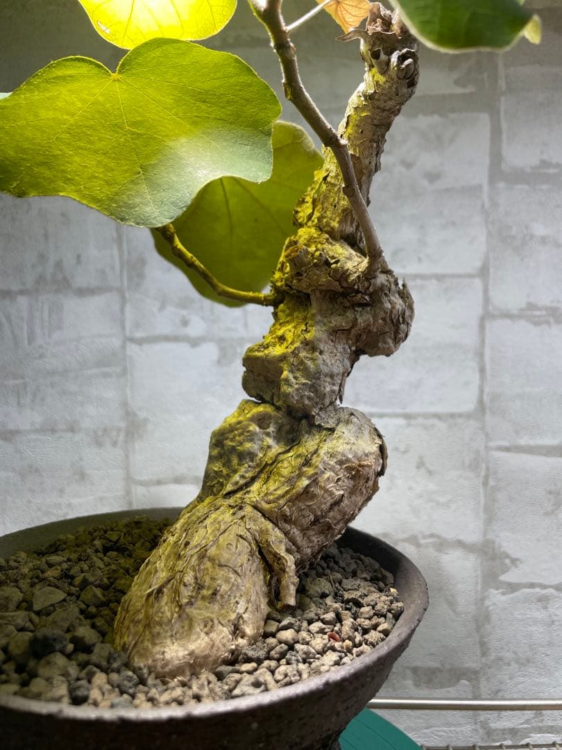 フィルミアナ　パレンス　超古株　発根済み