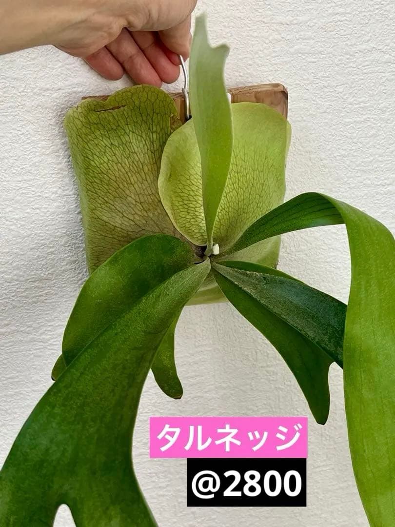 ビカクシダ　中型　その1