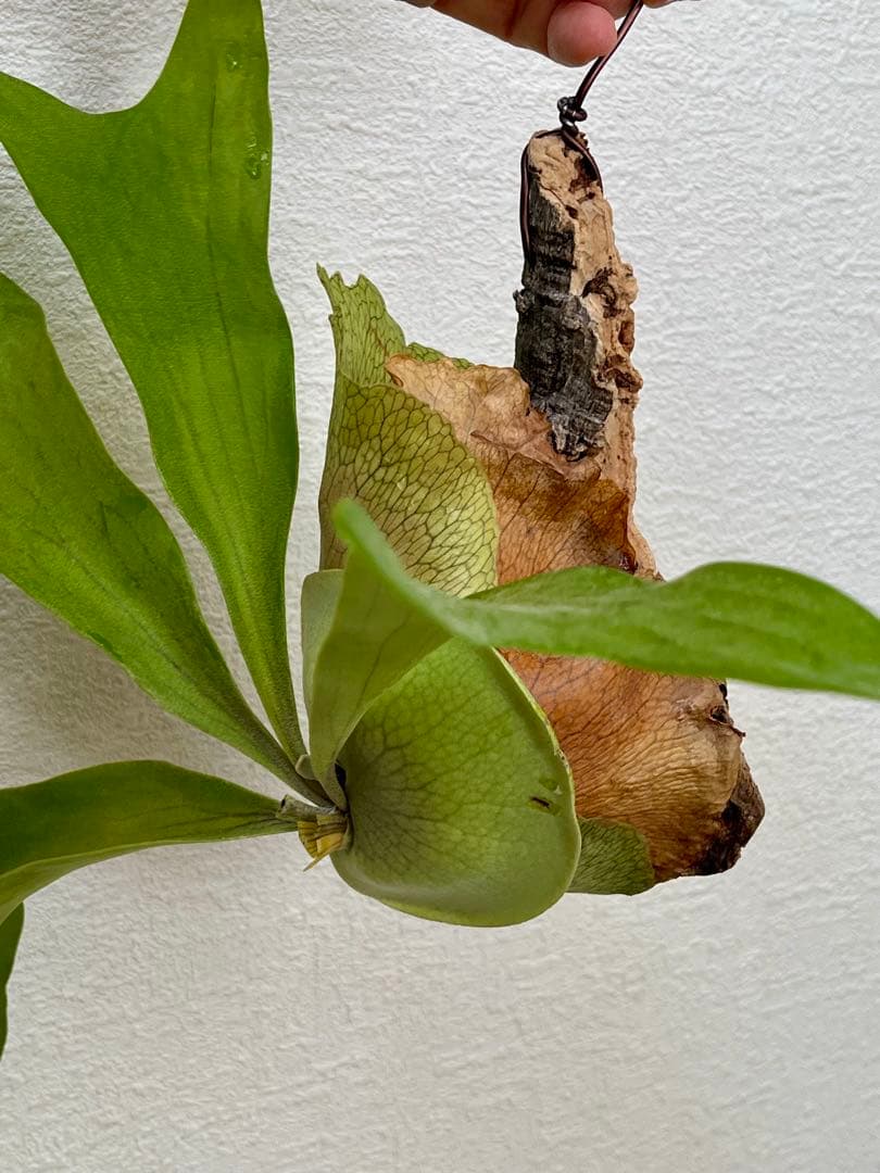 ビカクシダ　中型　その1