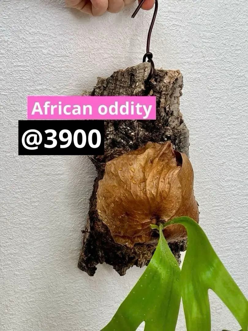 ビカクシダ　中型　その1