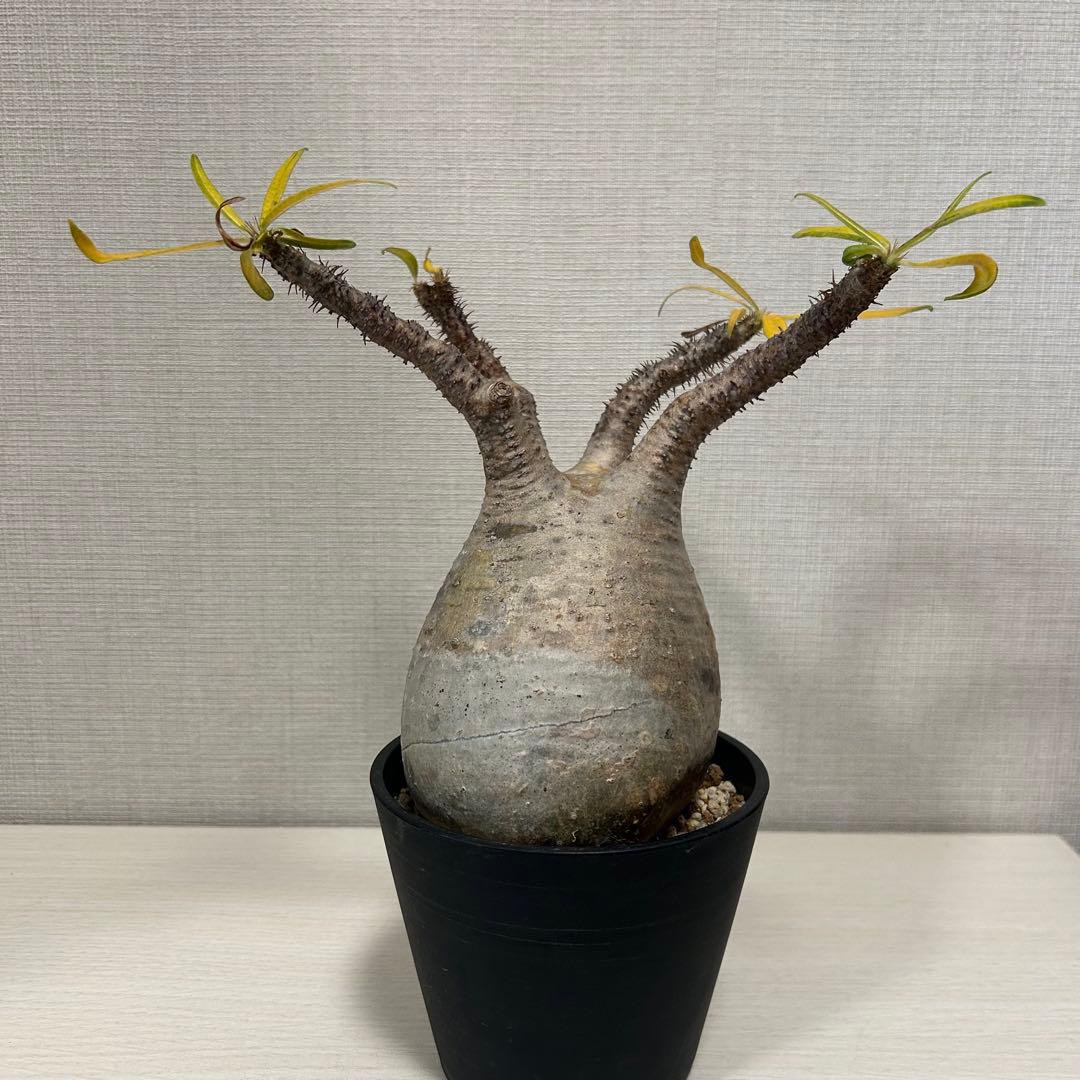 パキポディウム・グラキリス⑩ 発根済み　現地球