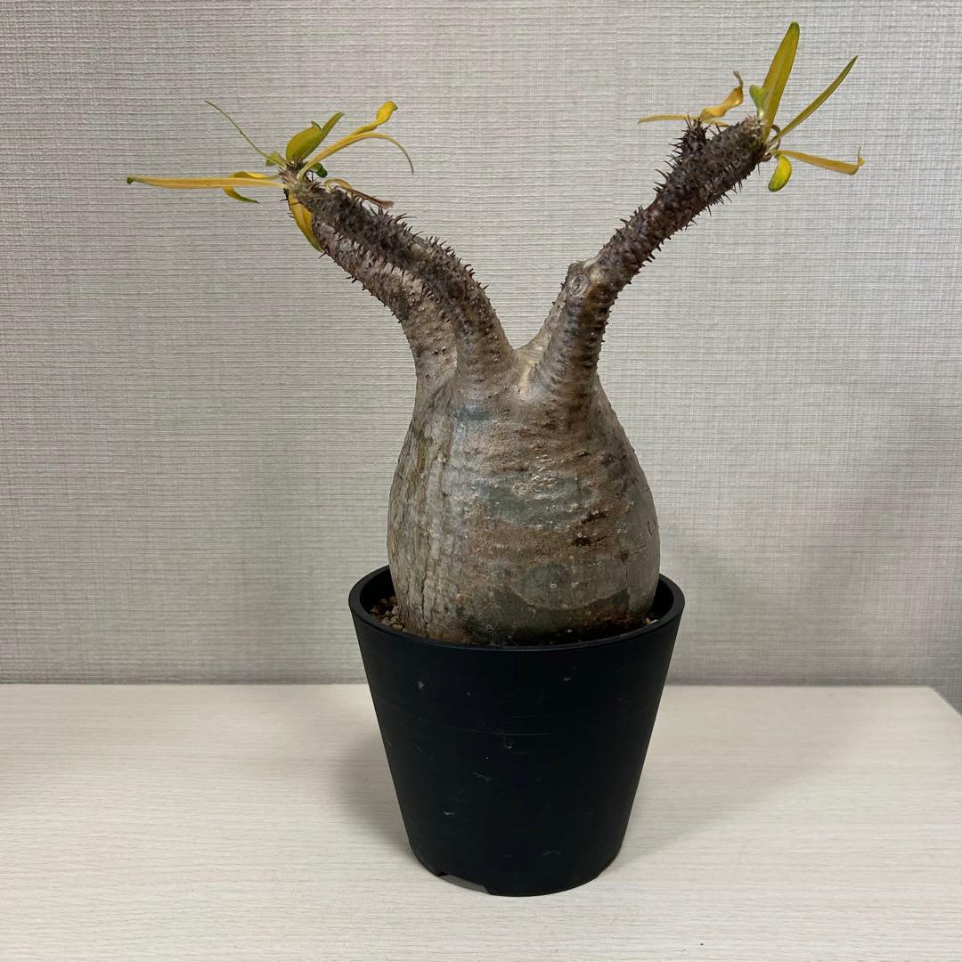 パキポディウム・グラキリス⑩ 発根済み　現地球