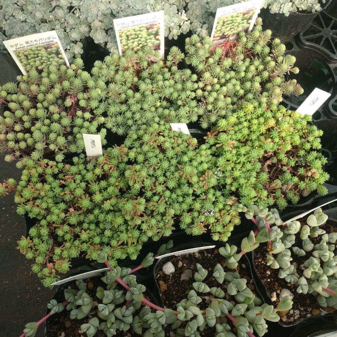 さくちゃんさん専用