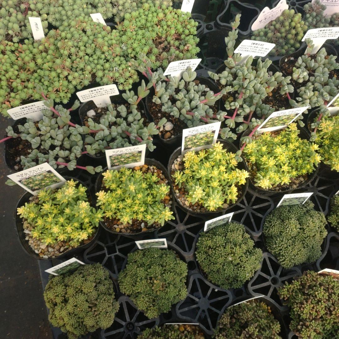 さくちゃんさん専用