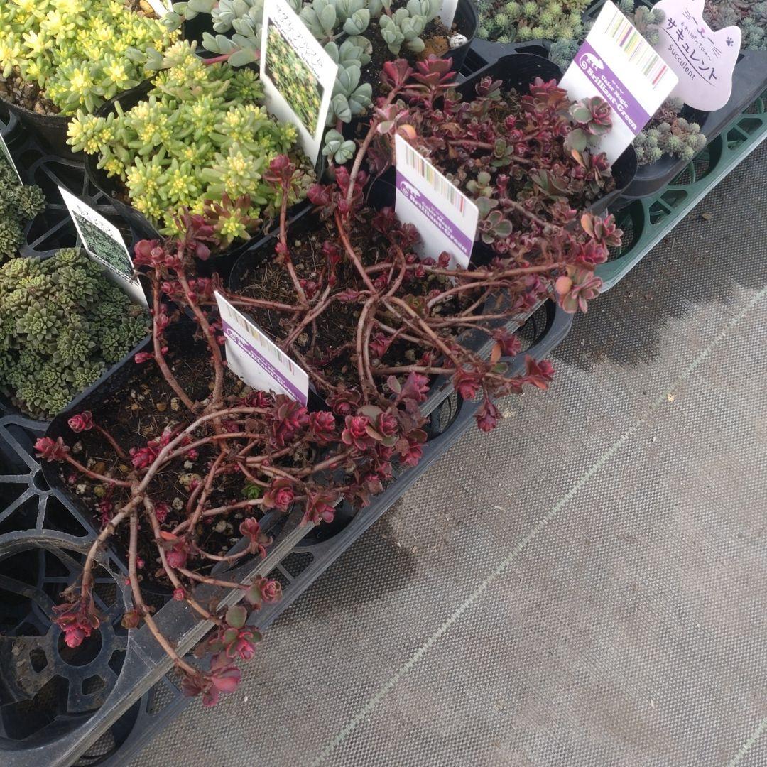 さくちゃんさん専用