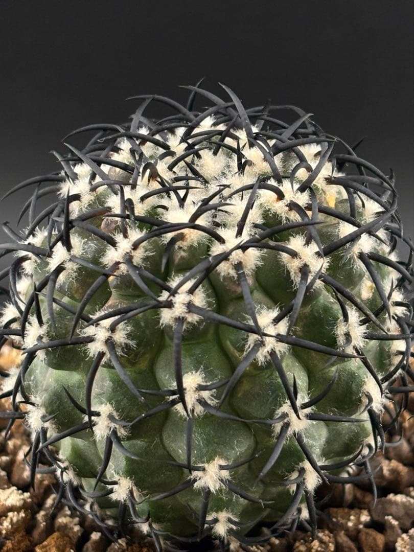 コピアポア 短刺 グリセオビオラセア 栗星玉 台付