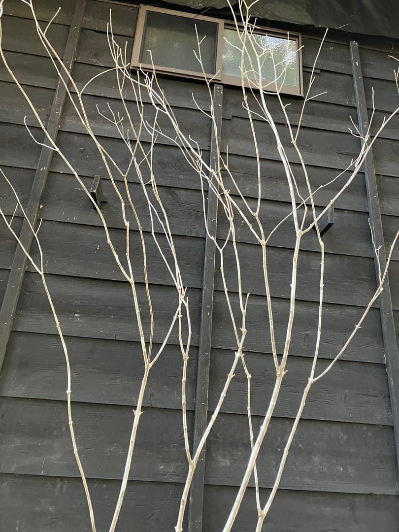 02 山採り　アオダモ