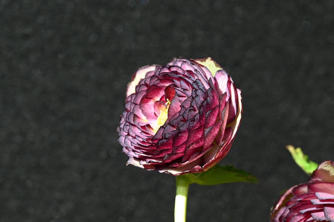 クリスマスローズ　最高級！アンティークアフロディーテ　加藤農園