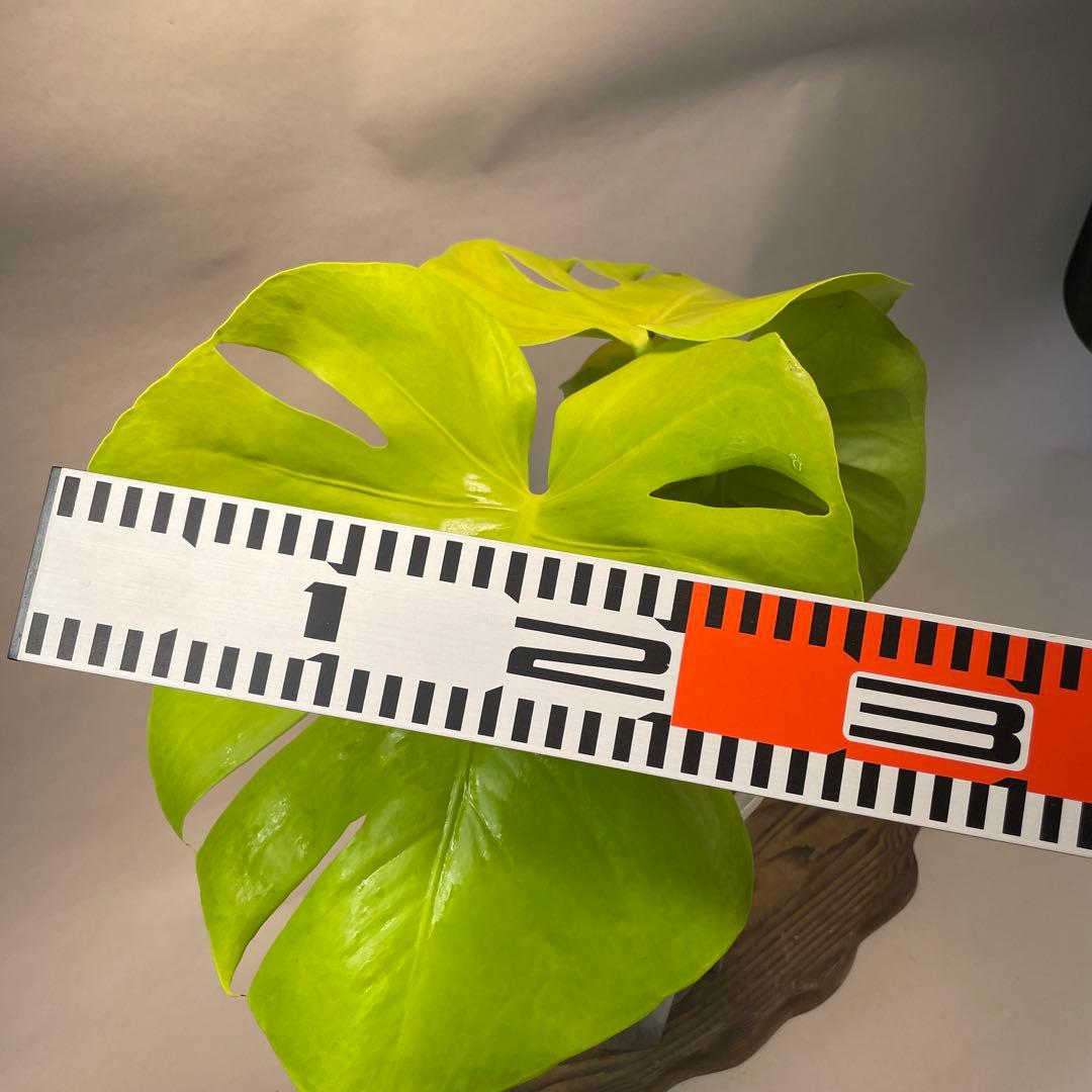 ス*ト様 a06モンステラ　デリシオーサ　黄金葉　ゴールドリーフ　フルムーンゴー