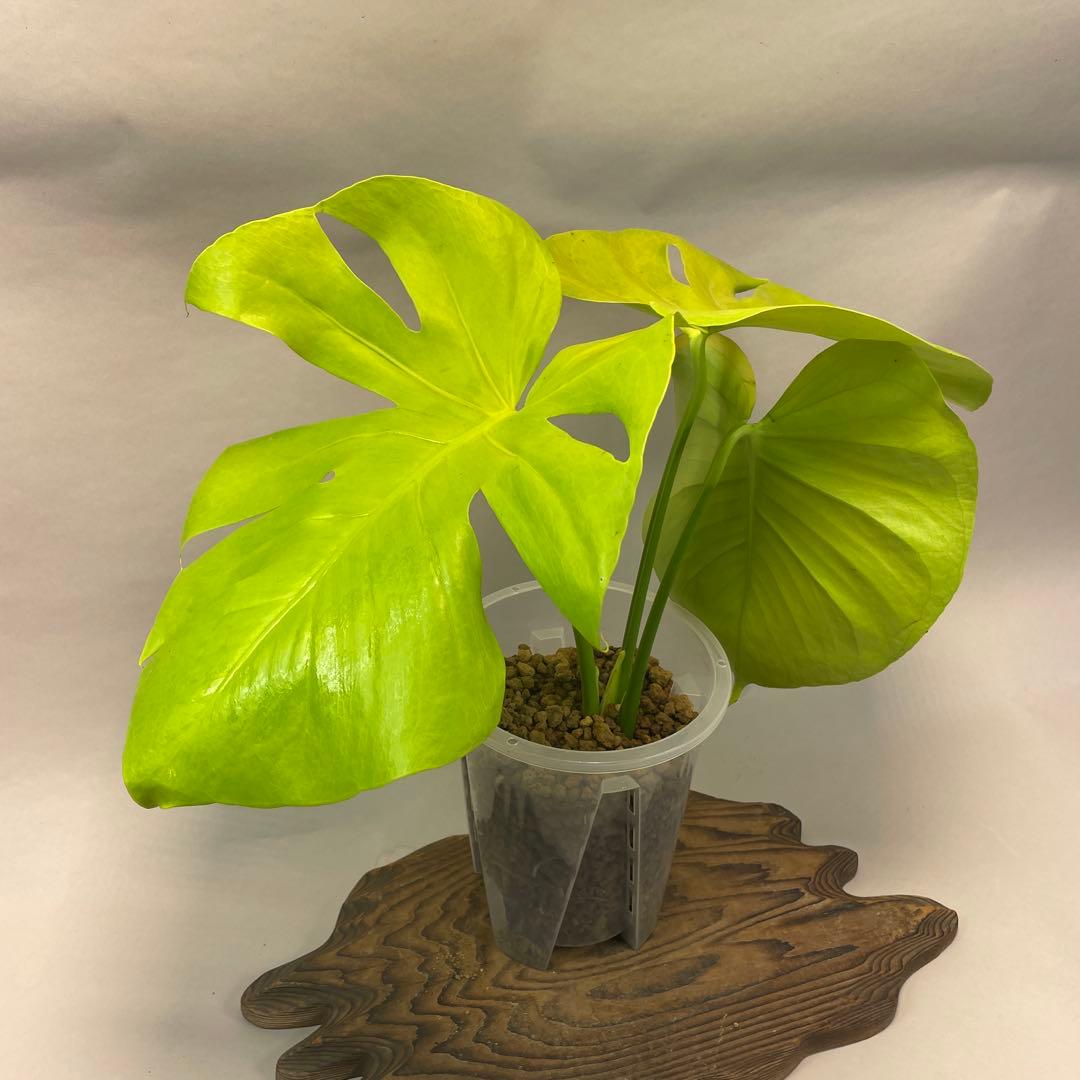 ス*ト様 a06モンステラ　デリシオーサ　黄金葉　ゴールドリーフ　フルムーンゴー