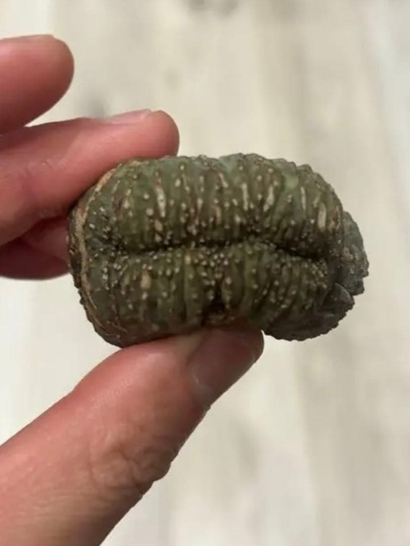 k*8様 ユーフォルビア オベサ　綴化