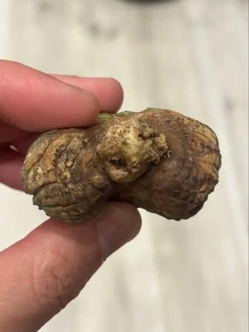 k*8様 ユーフォルビア オベサ　綴化