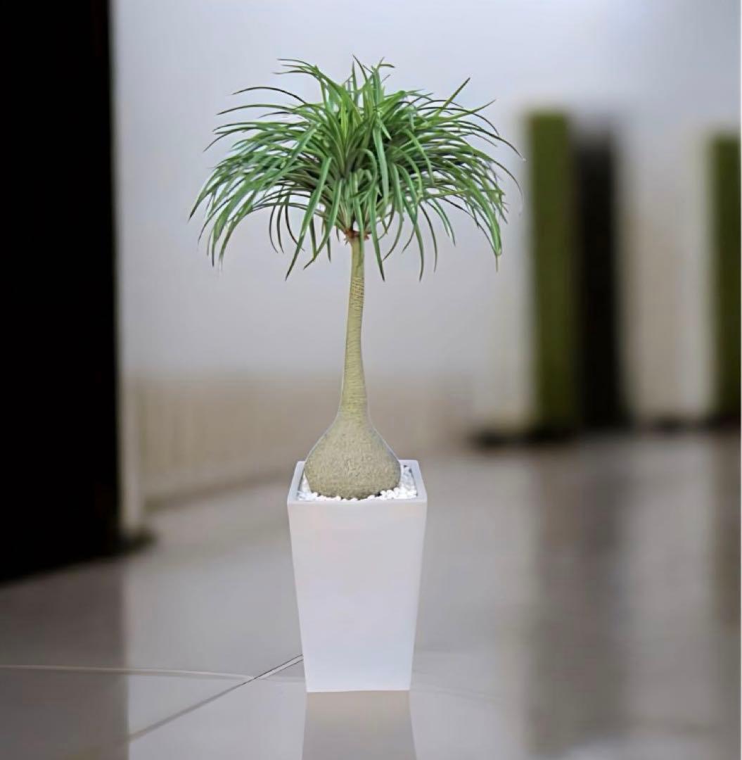 光触媒　人工観葉植物　ウォールグリーン　フェイクグリーン　ノリナプランツ