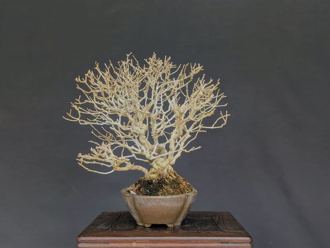 イボタ 水蝋樹 ミニ盆栽 小品盆栽