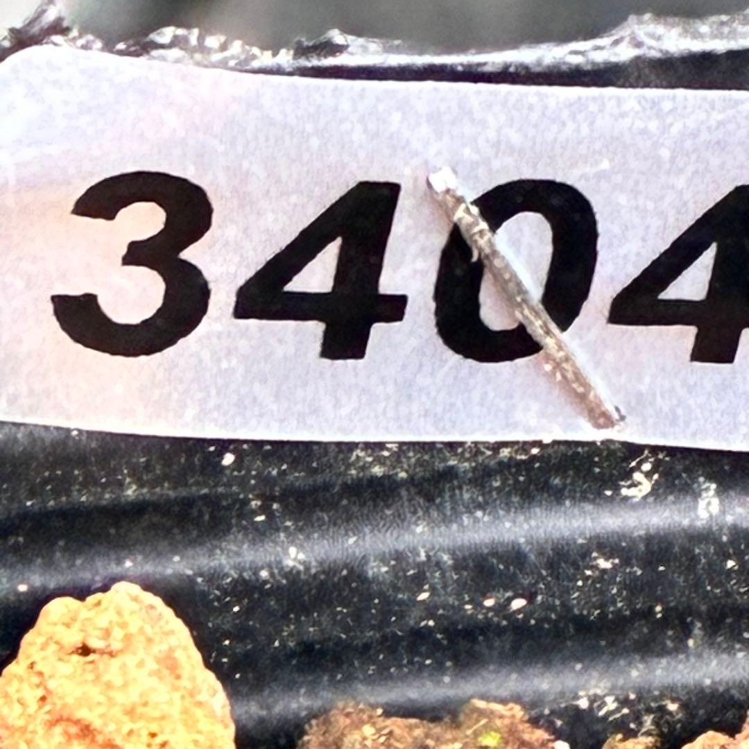 u*0様 3404☘️蕾付き☘️極上☘️⭐️強香⭐️上質の香水の様な香り⭐️小輪