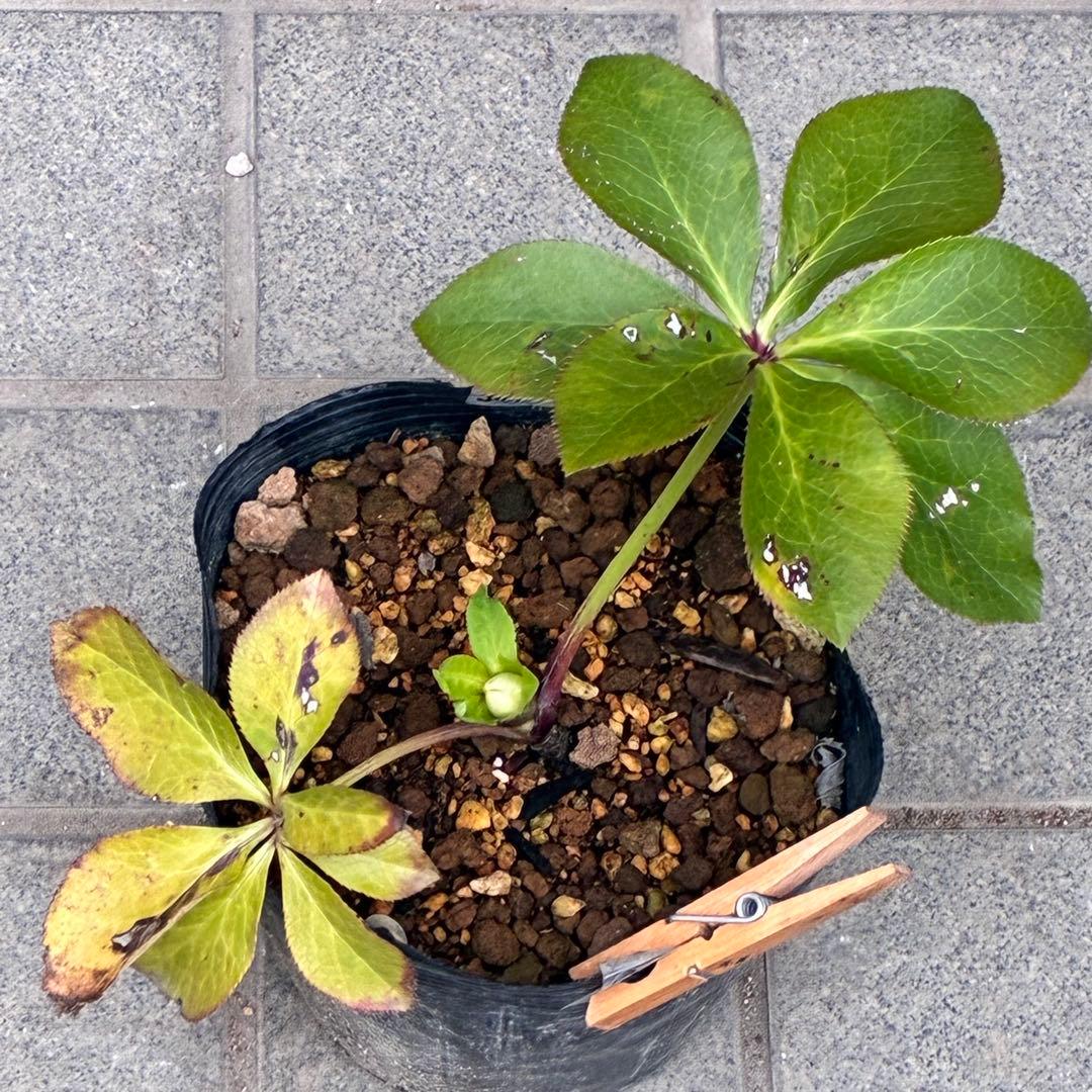 u*0様 3404☘️蕾付き☘️極上☘️⭐️強香⭐️上質の香水の様な香り⭐️小輪