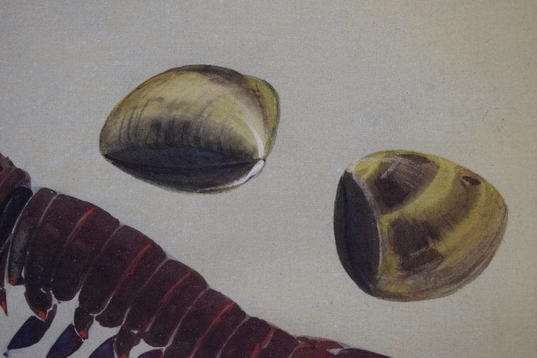 【真作】山本紅雲/海老之図/横物/伊勢エビ図/掛軸☆宝船☆Y-939　JM