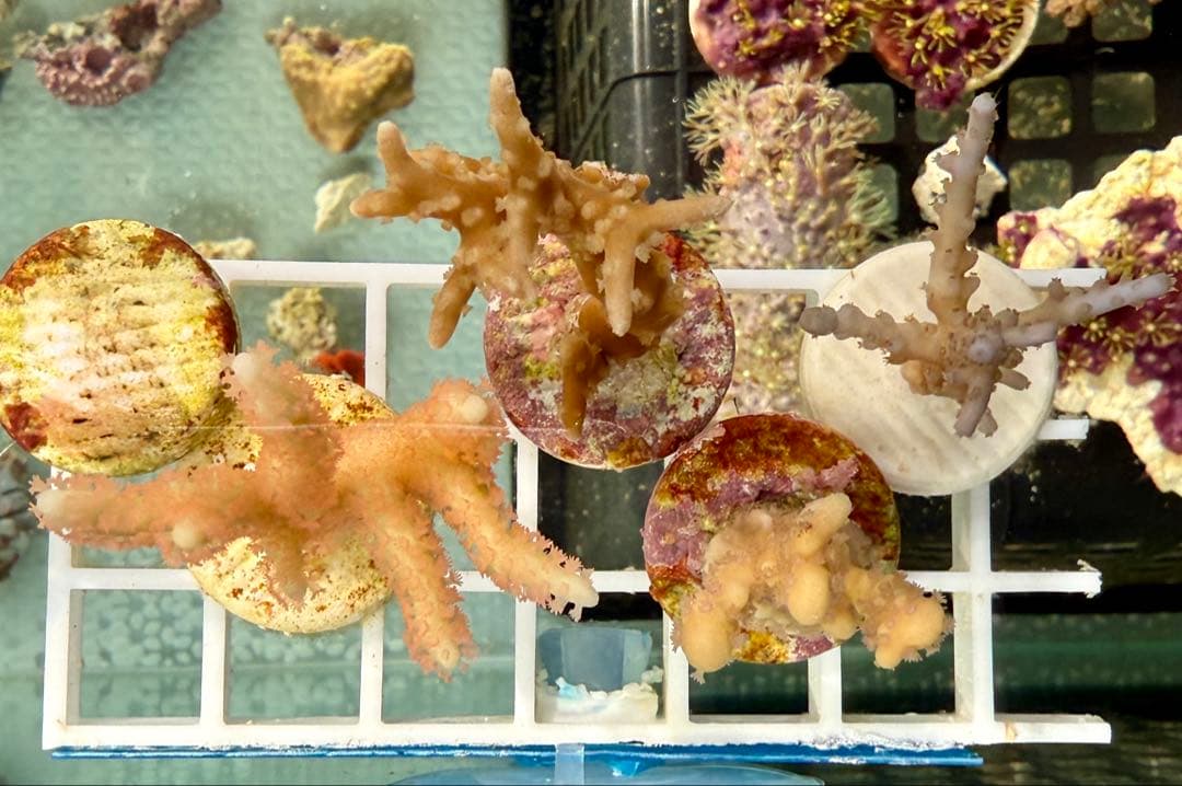 コエダミドリイシ　トゲミドリイシ　エダコモン　キャピタタコモン　4種　サンゴ