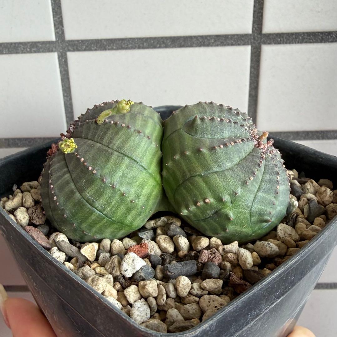 b*i様 ユーフォルビア オベサ 実生モンスト 分頭