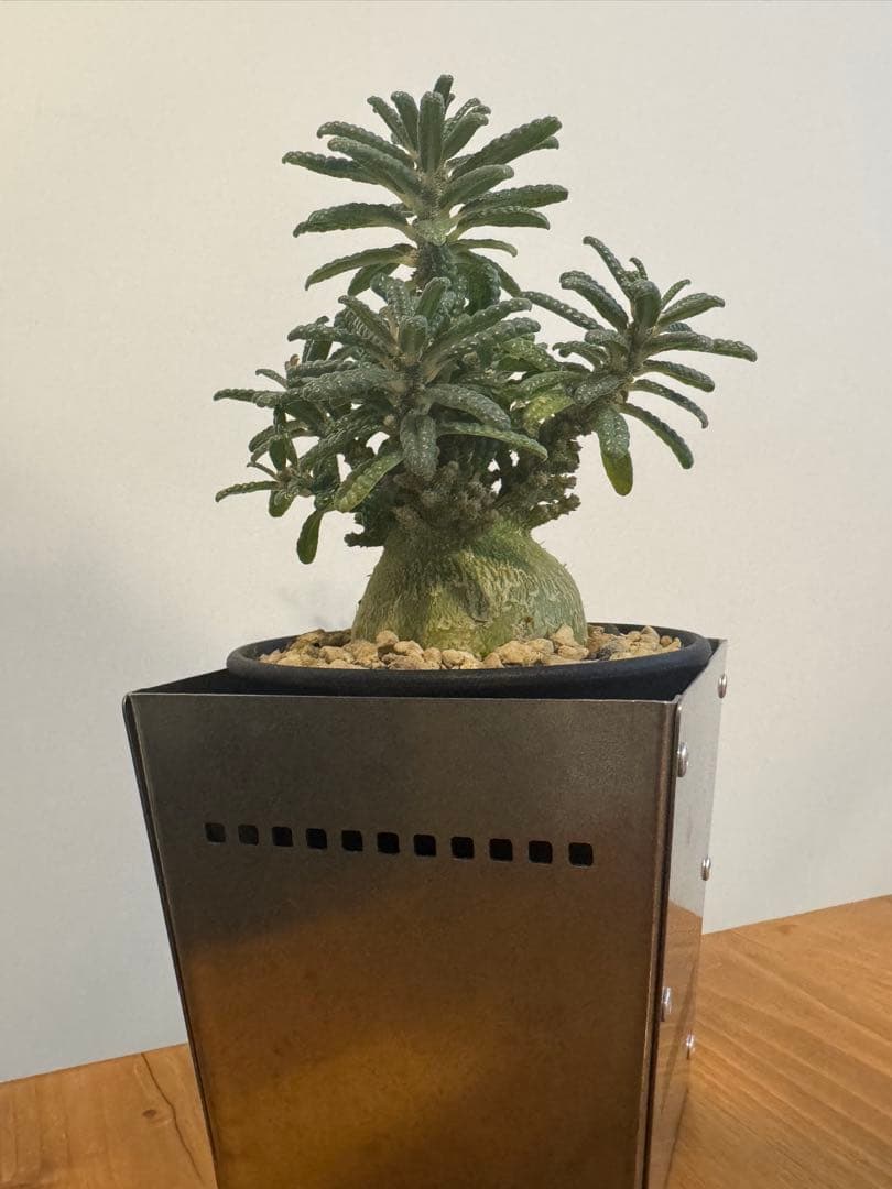 ドルステニアギガスブラータ