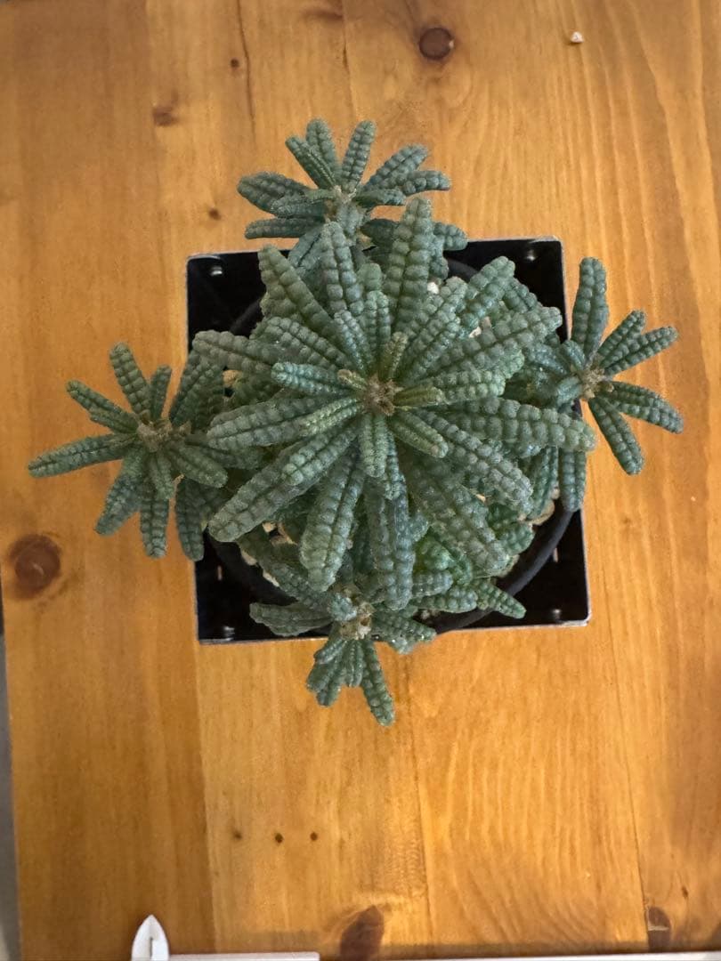 ドルステニアギガスブラータ