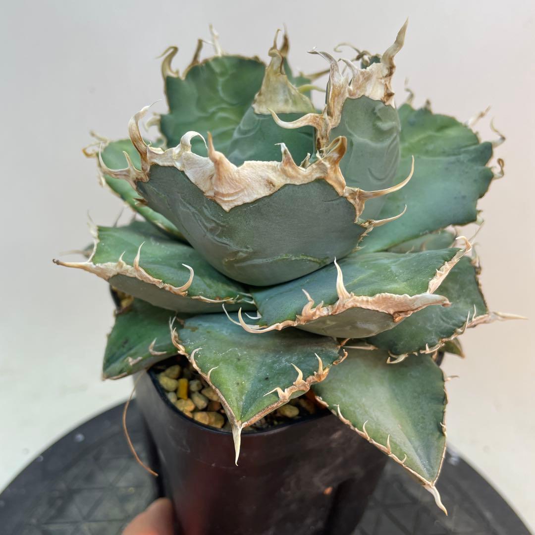 アガベ オテロイ　US由来　チタノタ　ブルー葉系 特選オテロイ